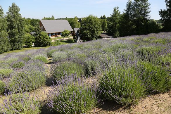 Alchemiczne Warsztaty w Lawendowym Polu Taste Poland Lawendowe Pole