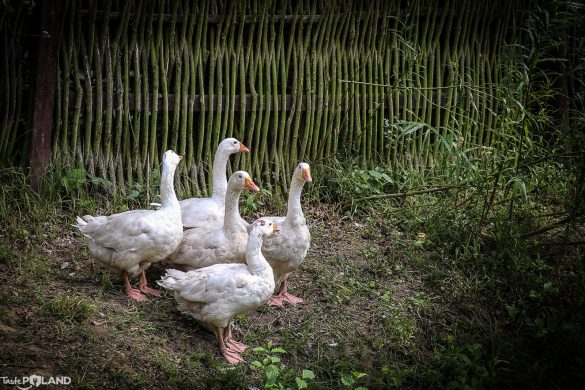 festiwal smaku w grucznie-5