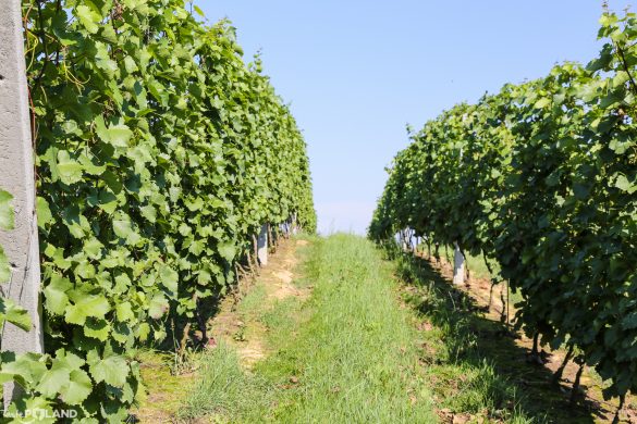 sandomierz_tastepoland_-30 taste poland winnica sandomierska polskie wino