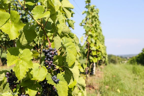 sandomierz_tastepoland_-31 taste poland winnica sandomierska polskie wino