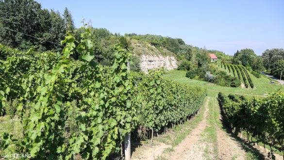 sandomierz_tastepoland_-33 taste poland winnica sandomierska polskie wino