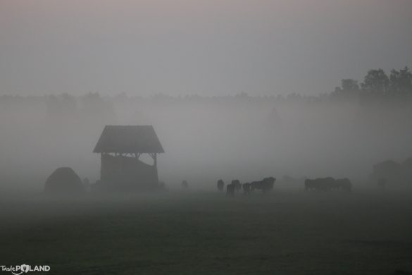 białowieża żubry taste poland